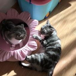 娱乐吃猫瓜,揭秘“吃猫瓜”背后的故事与真相